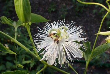 Bee
